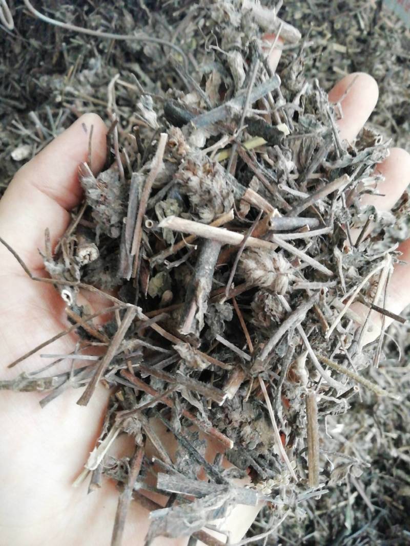 中药材千捶草大头陈，整条大头陈都有货
