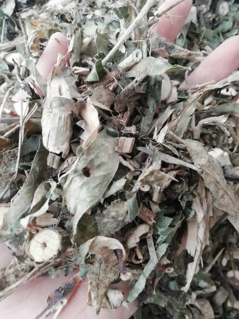 中药材七叶莲中草药七叶连多蕊木汉桃叶