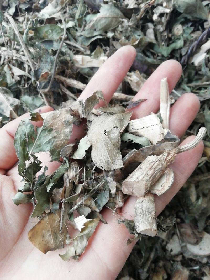 中药材七叶莲中草药七叶连多蕊木汉桃叶