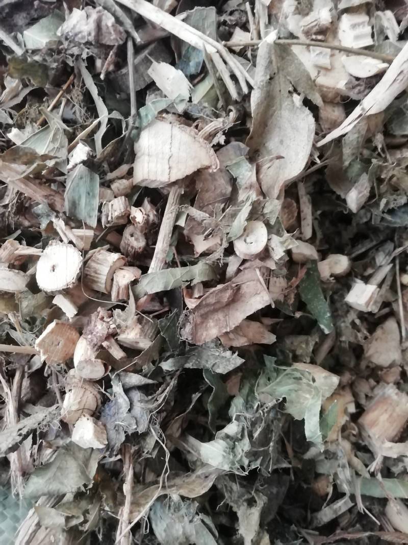 中药材七叶莲中草药七叶连多蕊木汉桃叶
