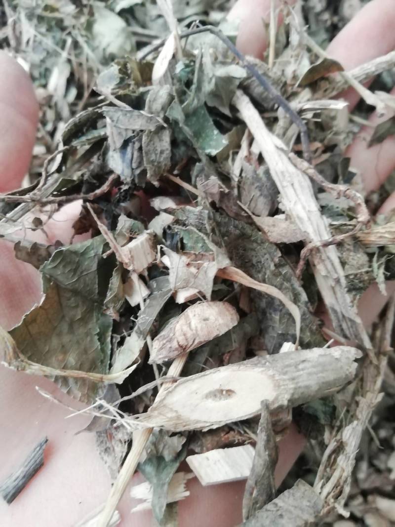 中药材七叶莲中草药七叶连多蕊木汉桃叶