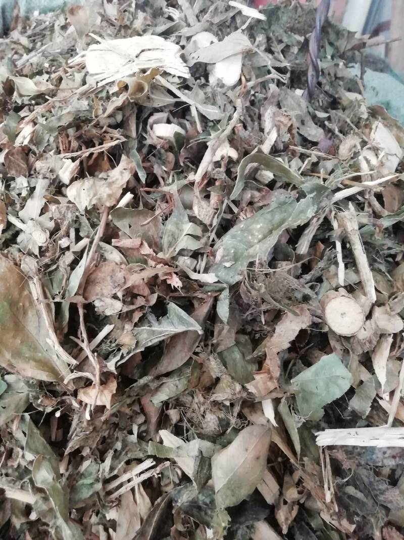 中药材七叶莲中草药七叶连多蕊木汉桃叶