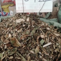 中药材七叶莲中草药七叶连多蕊木汉桃叶