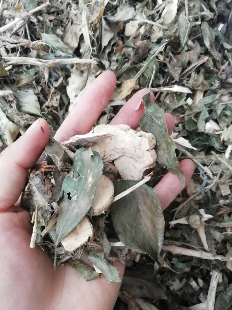 中药材七叶莲中草药七叶连多蕊木汉桃叶