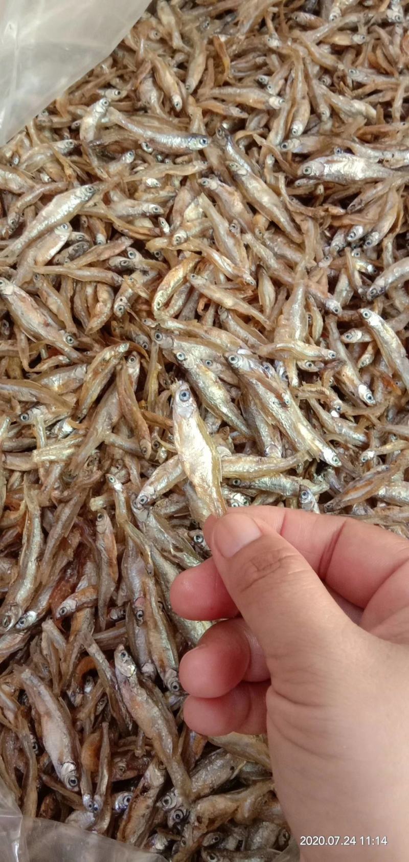 油炸小白肖不开肚不苦油炸白肖鱼大量供应油炸小鱼干