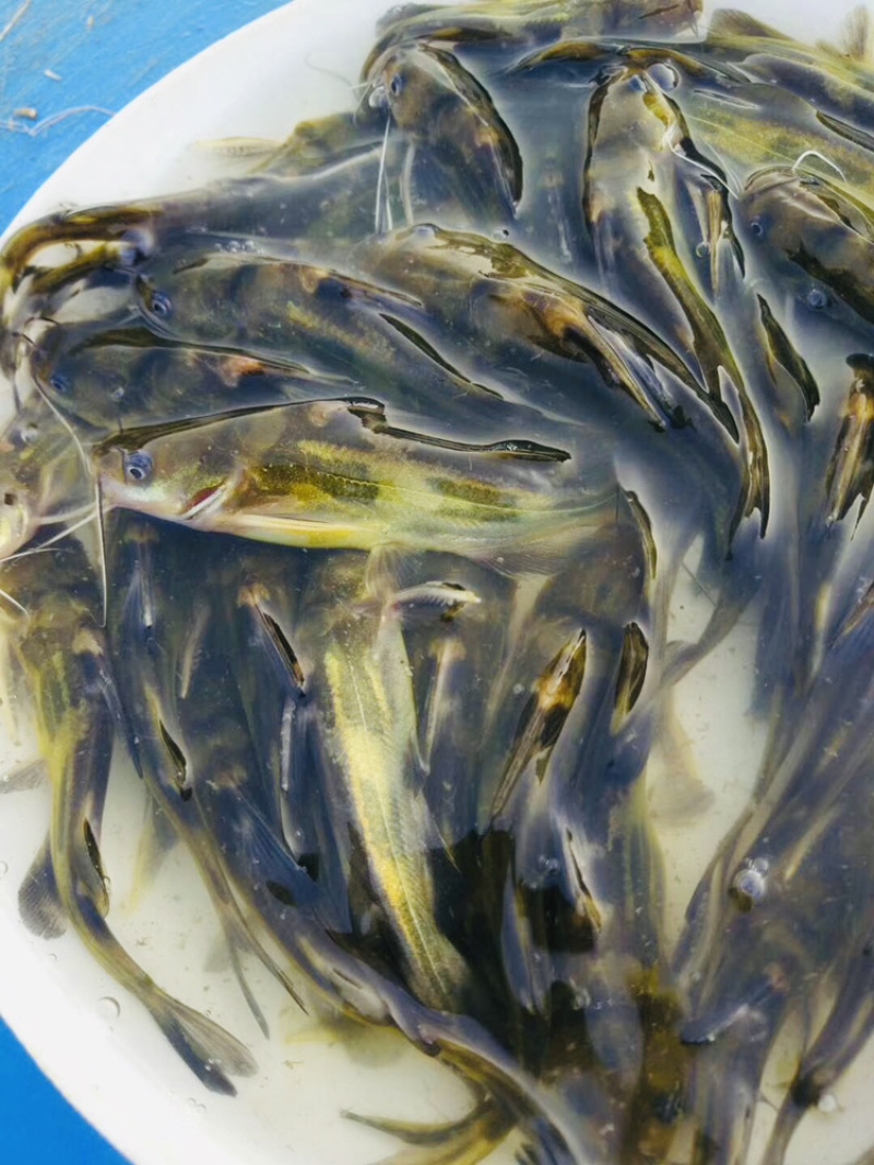水产种苗淡水鱼苗黄辣丁黄骨鱼苗黄颡鱼苗黄姑子鱼苗