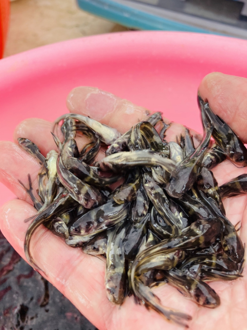 水产种苗淡水鱼苗黄辣丁黄骨鱼苗黄颡鱼苗黄姑子鱼苗