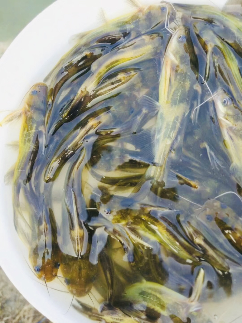 水产种苗淡水鱼苗黄辣丁黄骨鱼苗黄颡鱼苗黄姑子鱼苗