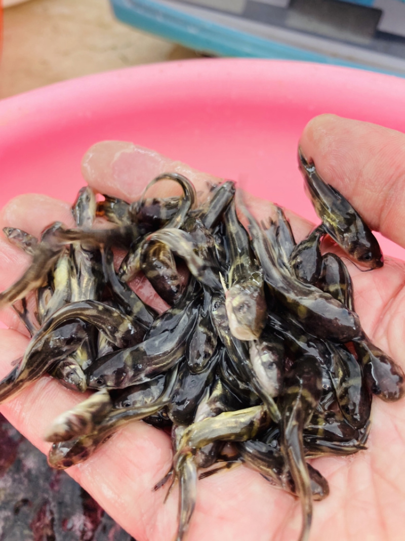 水产种苗淡水鱼苗黄辣丁黄骨鱼苗黄颡鱼苗黄姑子鱼苗