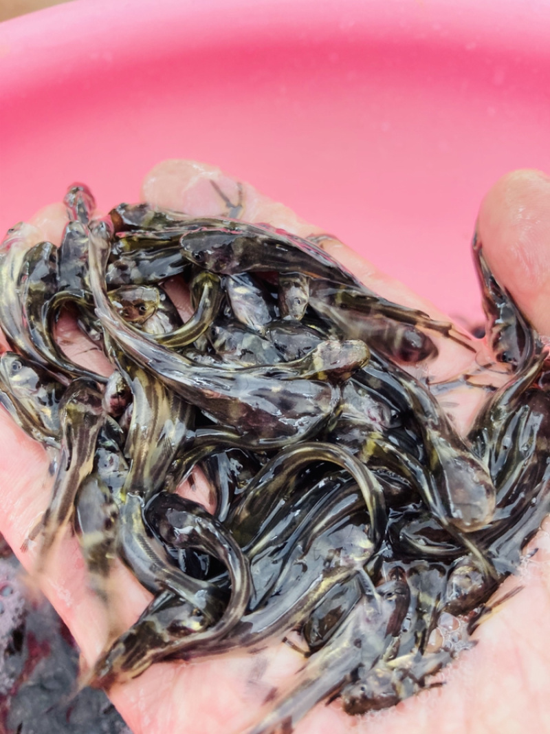 水产种苗淡水鱼苗黄辣丁黄骨鱼苗黄颡鱼苗黄姑子鱼苗