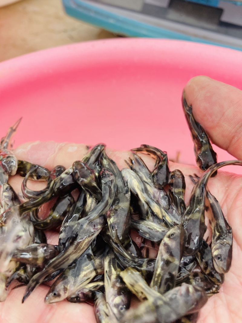 水产种苗淡水鱼苗黄辣丁黄骨鱼苗黄颡鱼苗黄姑子鱼苗