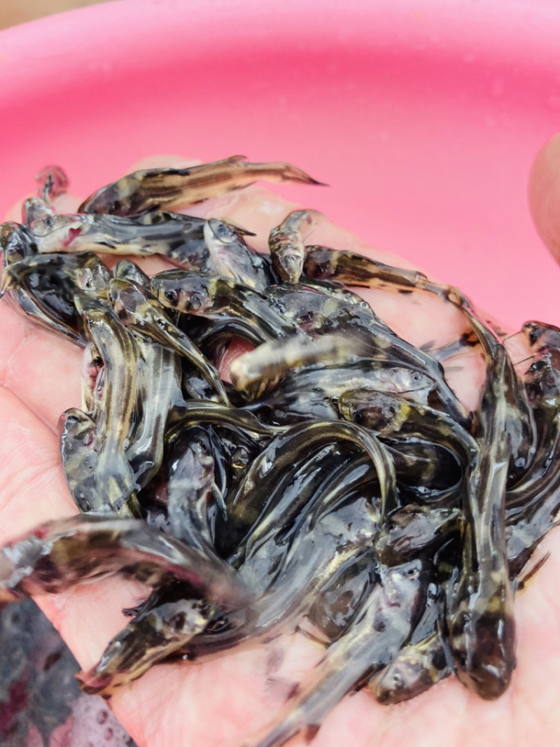 水产种苗淡水鱼苗黄辣丁黄骨鱼苗黄颡鱼苗黄姑子鱼苗