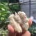 盐源苹果，批发零售需要的联系我