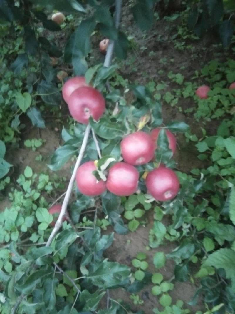 盐源苹果，批发零售需要的联系我