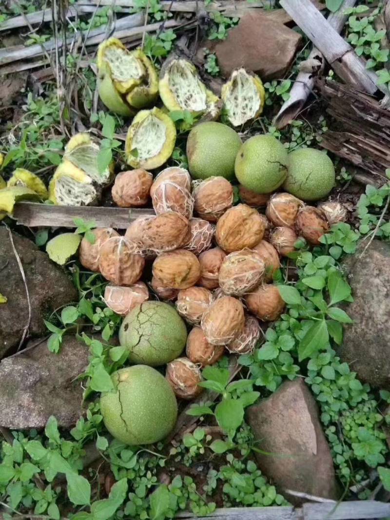 盐源苹果，批发零售需要的联系我