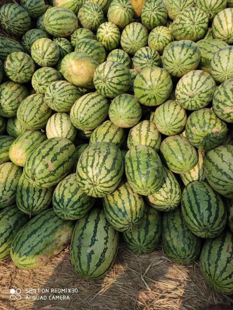 山西忻州金城5号西瓜大量上市，价不高，急售，需要的联系