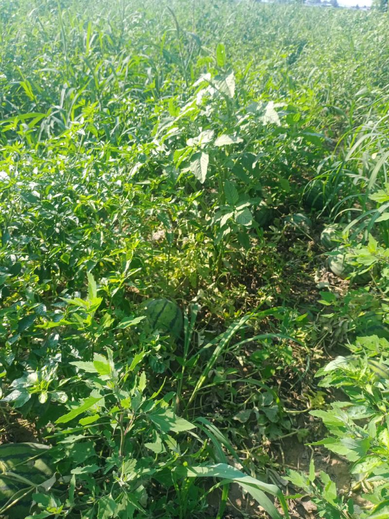 忻州西瓜大红壤大量上市了，价格低