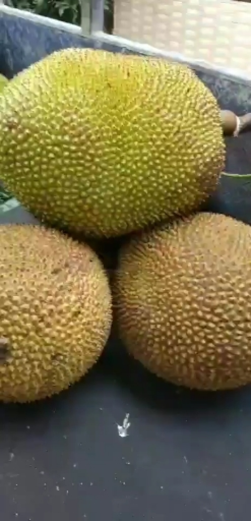 电白本地菠萝蜜，海南马来一号菠萝蜜大量供应，包上车！