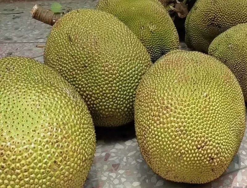 电白本地菠萝蜜，海南马来一号菠萝蜜大量供应，包上车！