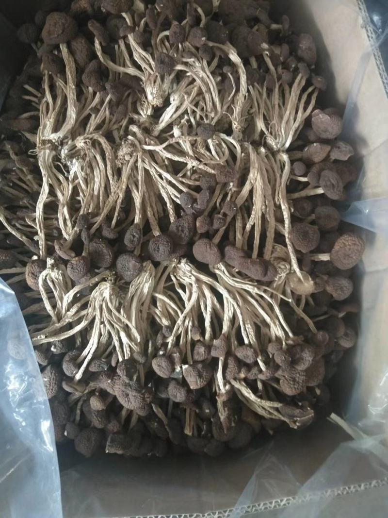 茶树菇5号广昌直供量大包邮自产自销