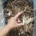 茶树菇5号广昌直供量大包邮自产自销