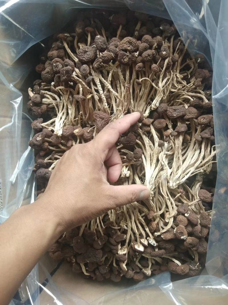 茶树菇5号广昌直供量大包邮自产自销