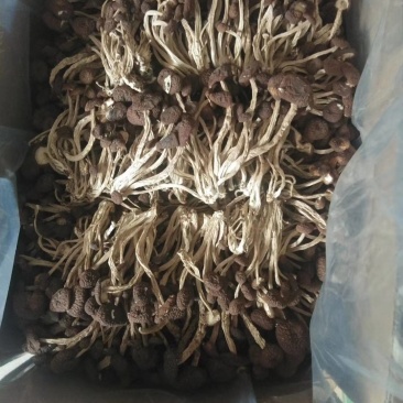 茶树菇5号广昌直供量大包邮自产自销