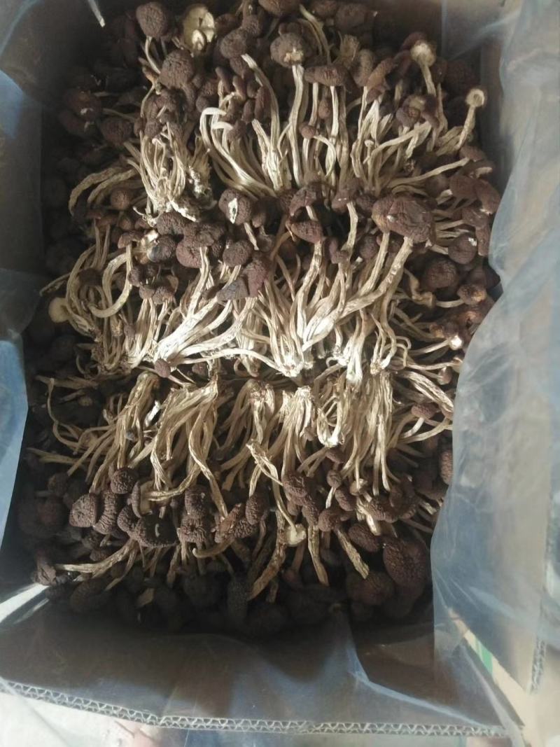 茶树菇5号广昌直供量大包邮自产自销