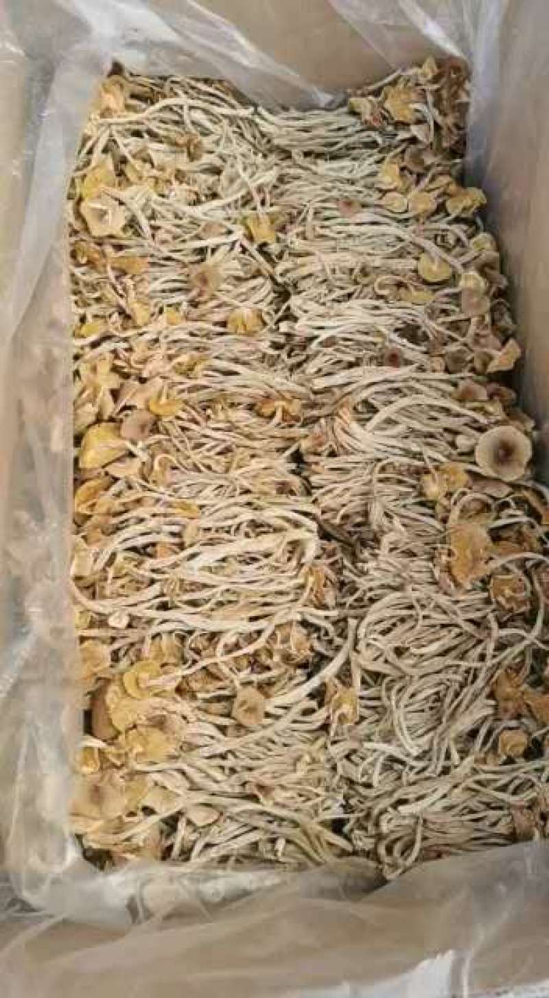 2020年茶树菇开伞剪脚通货，干货批发包邮