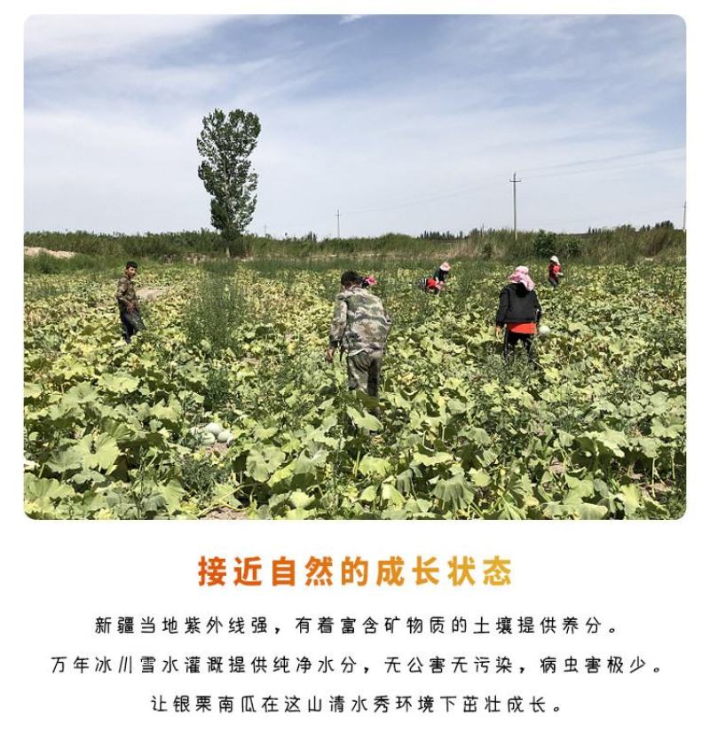 一件代发新疆银板栗南瓜两种规格新鲜上市口感绵密