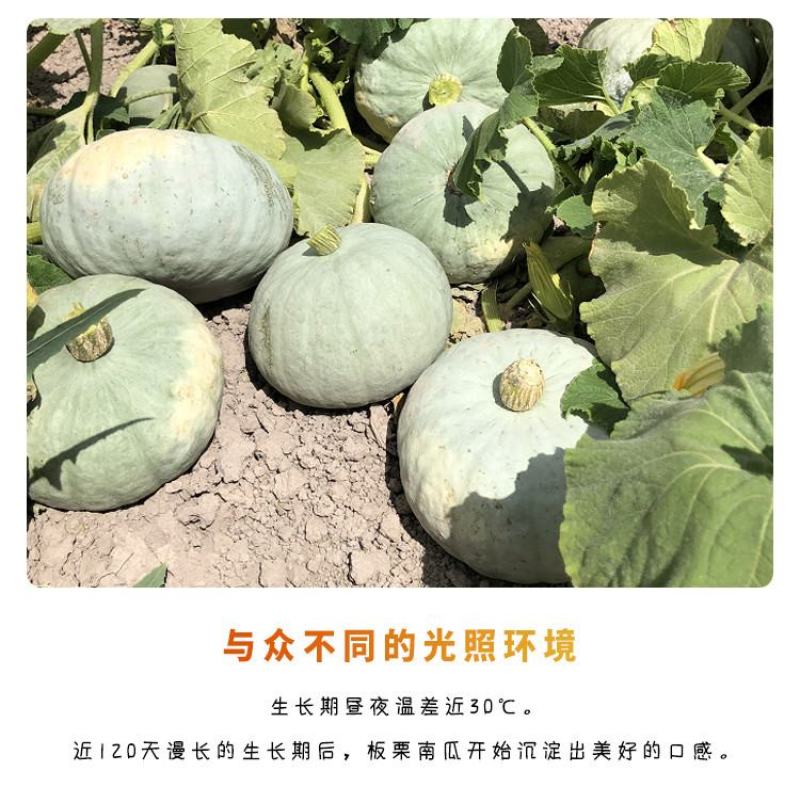 一件代发新疆银板栗南瓜两种规格新鲜上市口感绵密