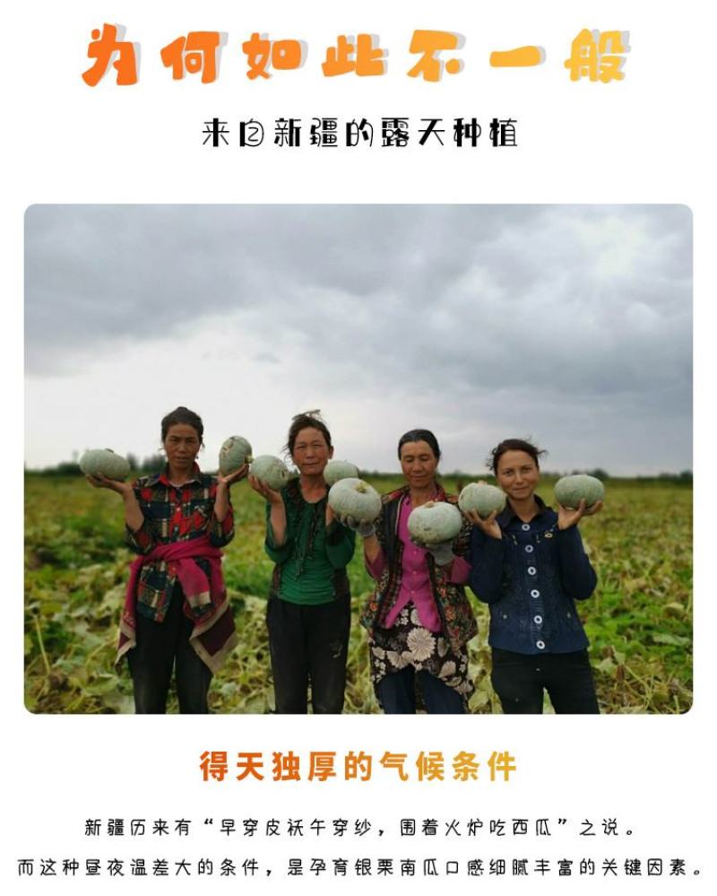 一件代发新疆银板栗南瓜两种规格新鲜上市口感绵密