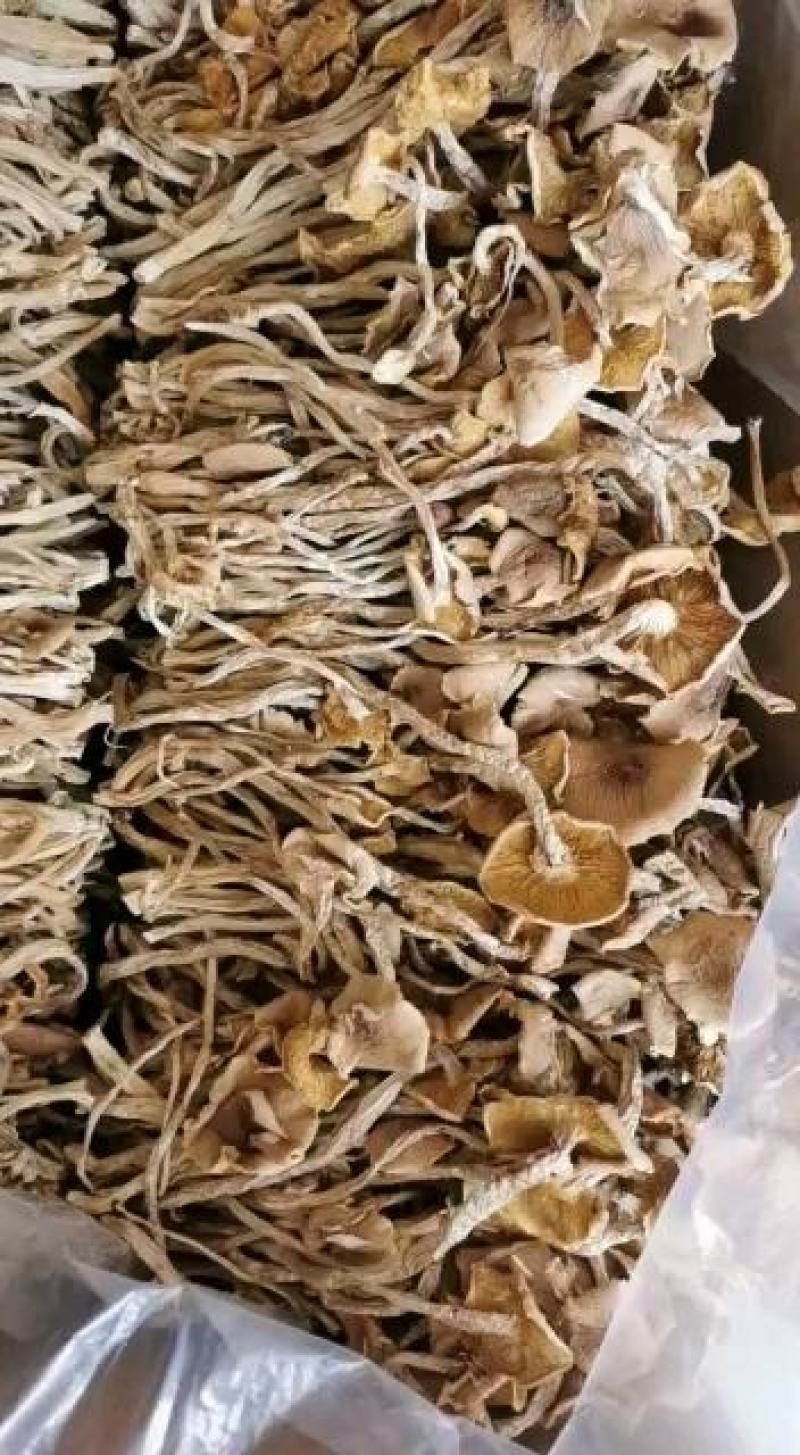 2020年茶树菇开伞剪脚通货，干货批发包邮