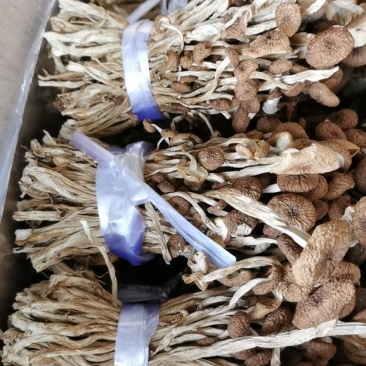 江西广昌产地批发茶树菇无包心夹心茶树菇批发