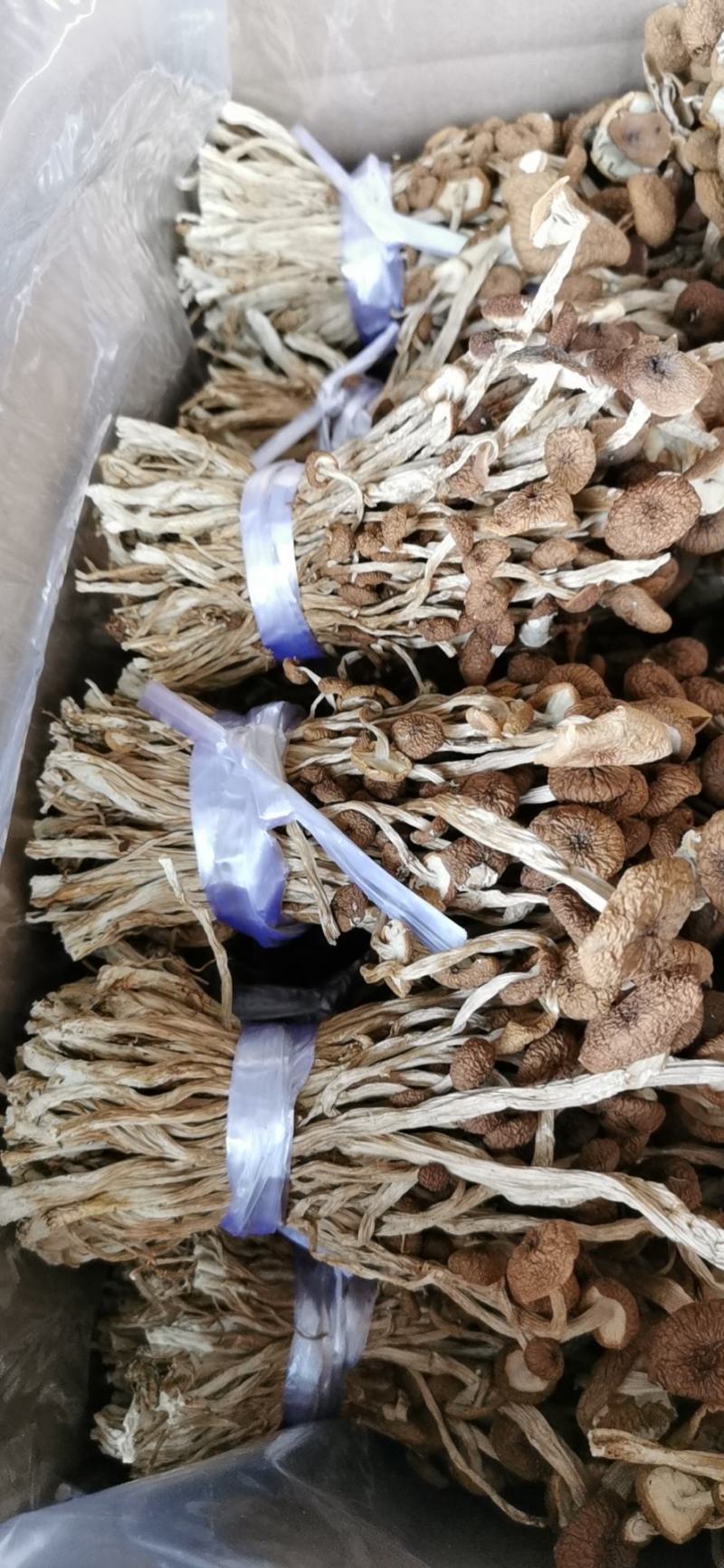 江西广昌产地批发茶树菇无包心夹心茶树菇批发