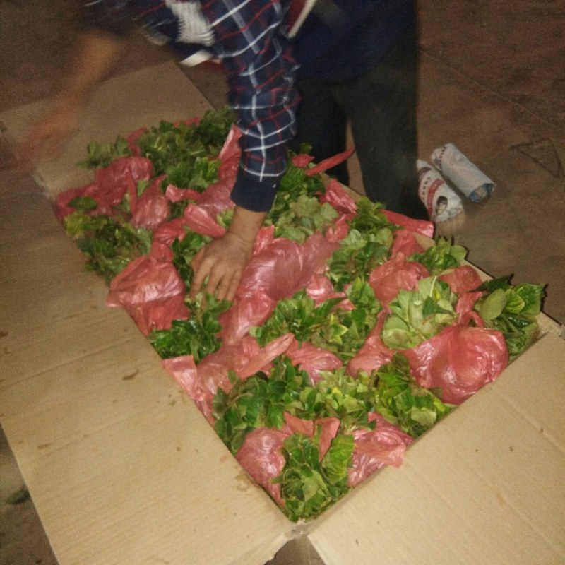 绣球小苗大量批发，量大从优，本公司常年出售各种玫瑰花小苗