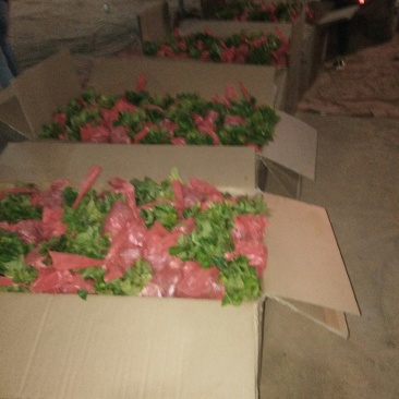 绣球小苗大量批发，量大从优，本公司常年出售各种玫瑰花小苗