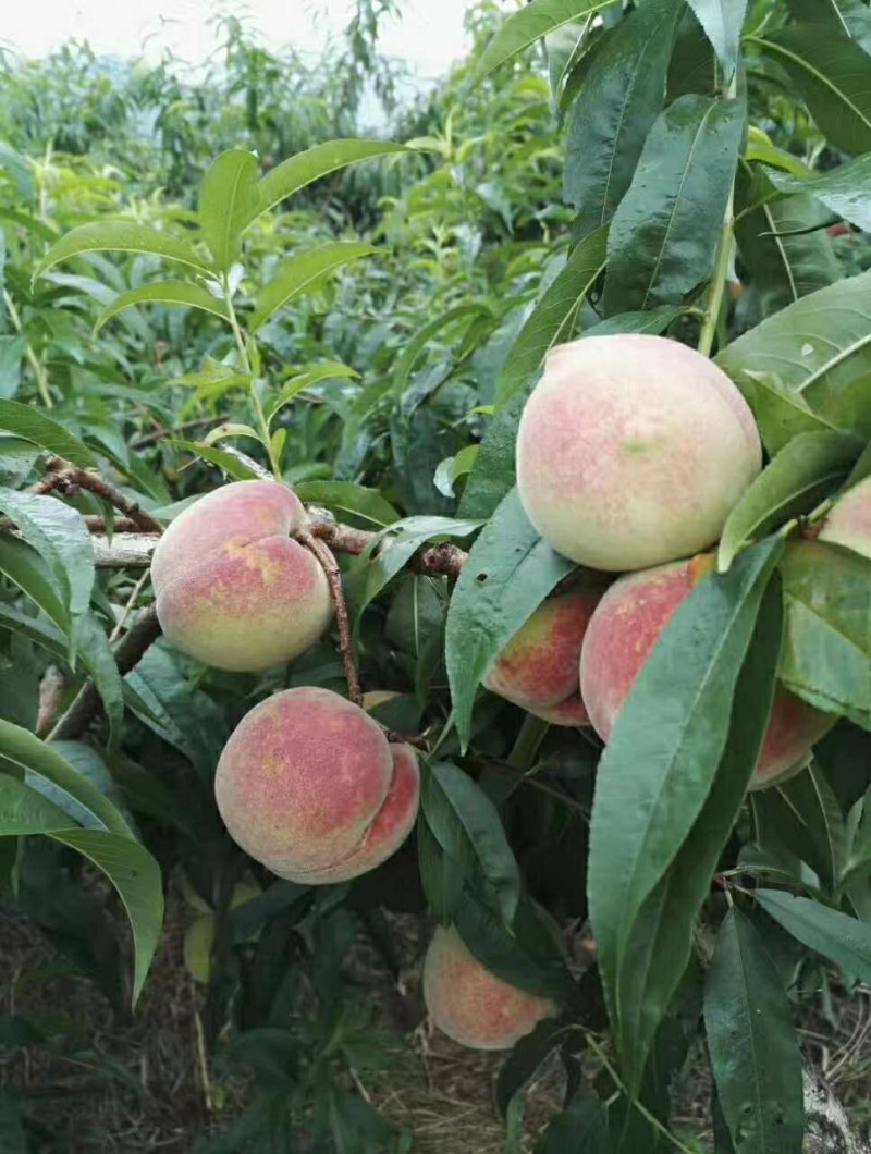 又是一年苹果桃上市的季节了本品种个大脆甜欢迎广大客商来扰