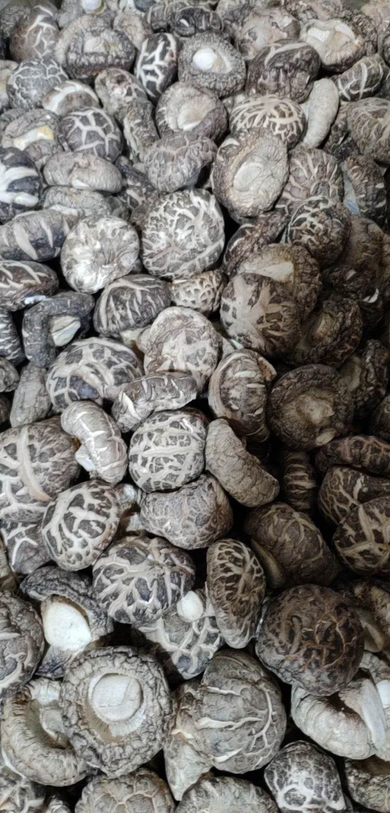 泌阳花菇甲天下精品花菇正在加工待发中大量供应原产地货源