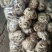 泌阳花菇甲天下精品花菇正在加工待发中大量供应原产地货源