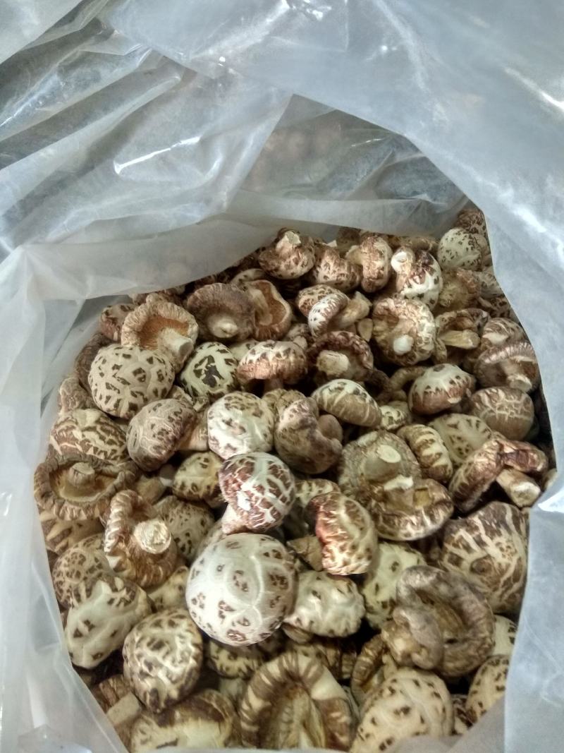 泌阳花菇甲天下精品花菇正在加工待发中大量供应原产地货源
