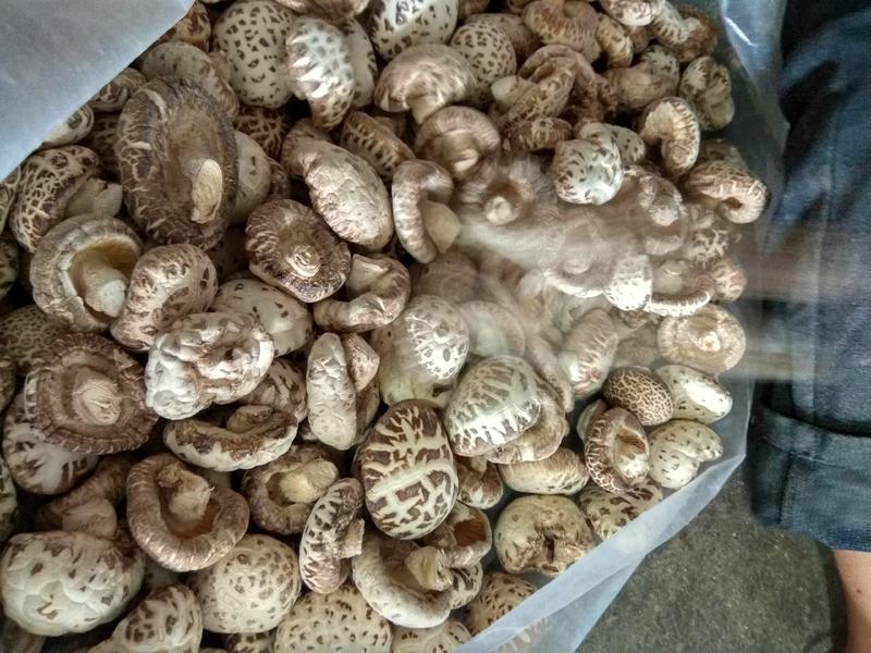 泌阳花菇甲天下精品花菇正在加工待发中大量供应原产地货源