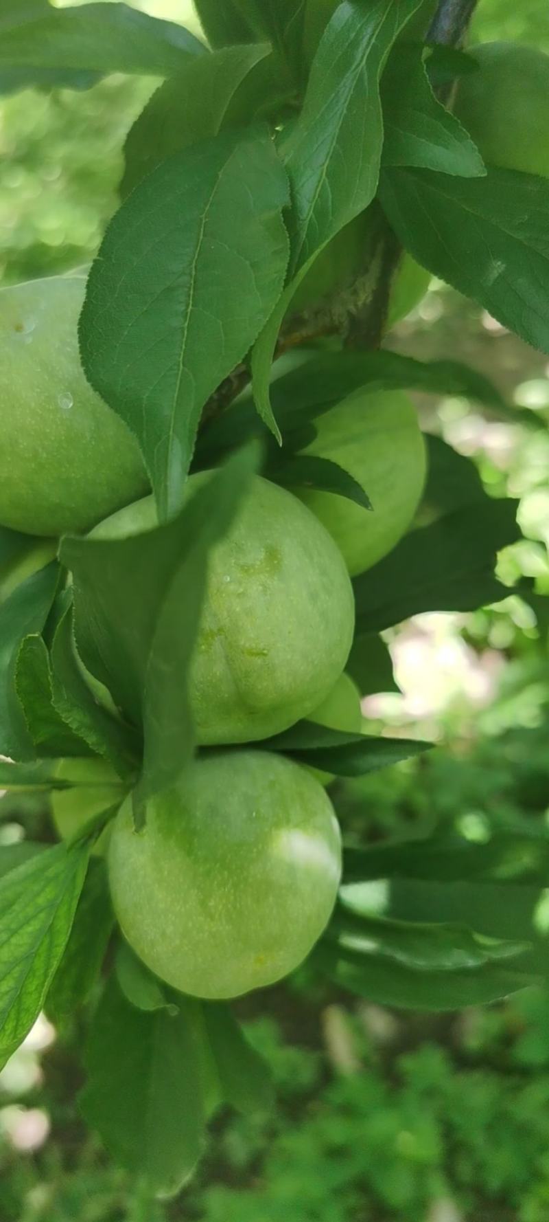 茂县青脆李，羌脆李，大量上市我是代办代办。