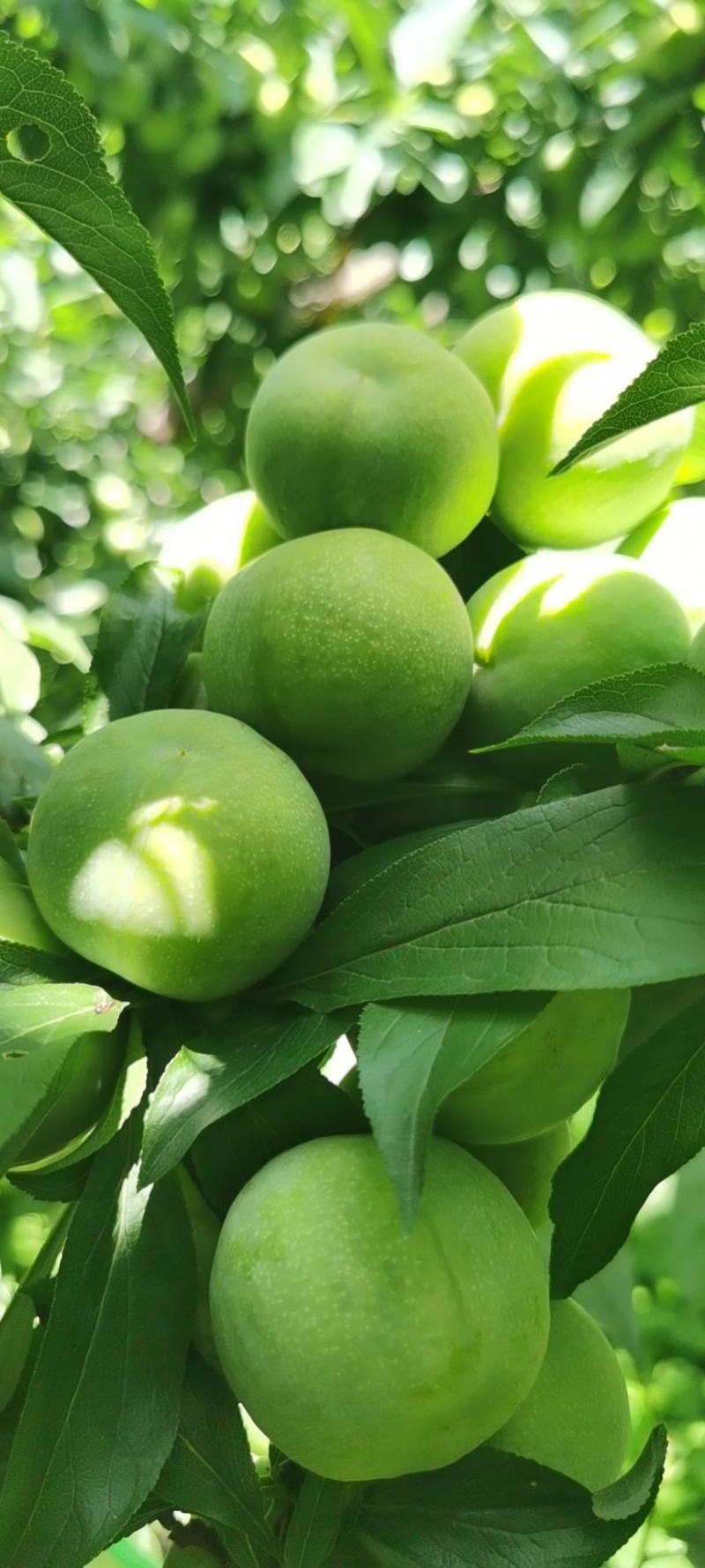 茂县青脆李，羌脆李，大量上市我是代办代办。