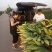新鲜水果玉米棒成熟，口感香甜棒形大对接商超。。