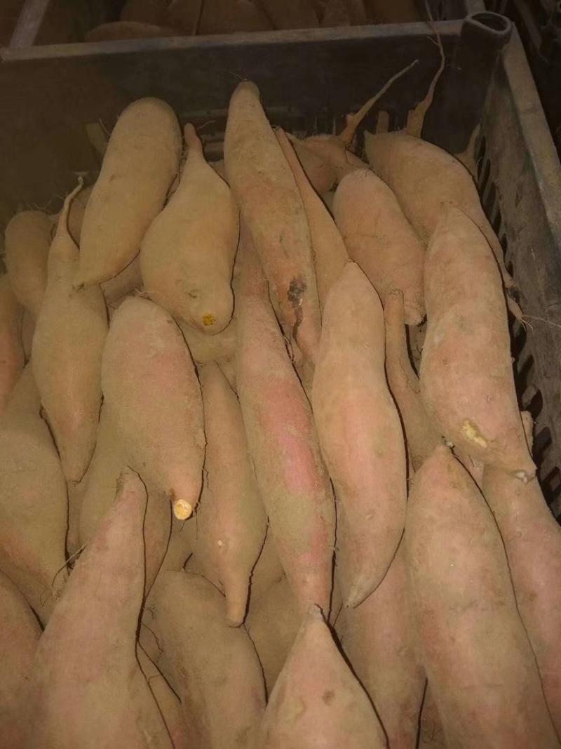 河北辛集龙薯九大量上市，质量好，条形好，价格便宜。