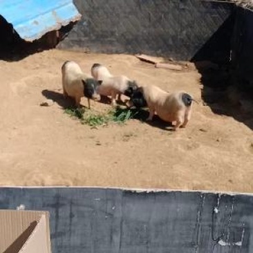 仔猪吃草的不喂一粒饲料添加剂