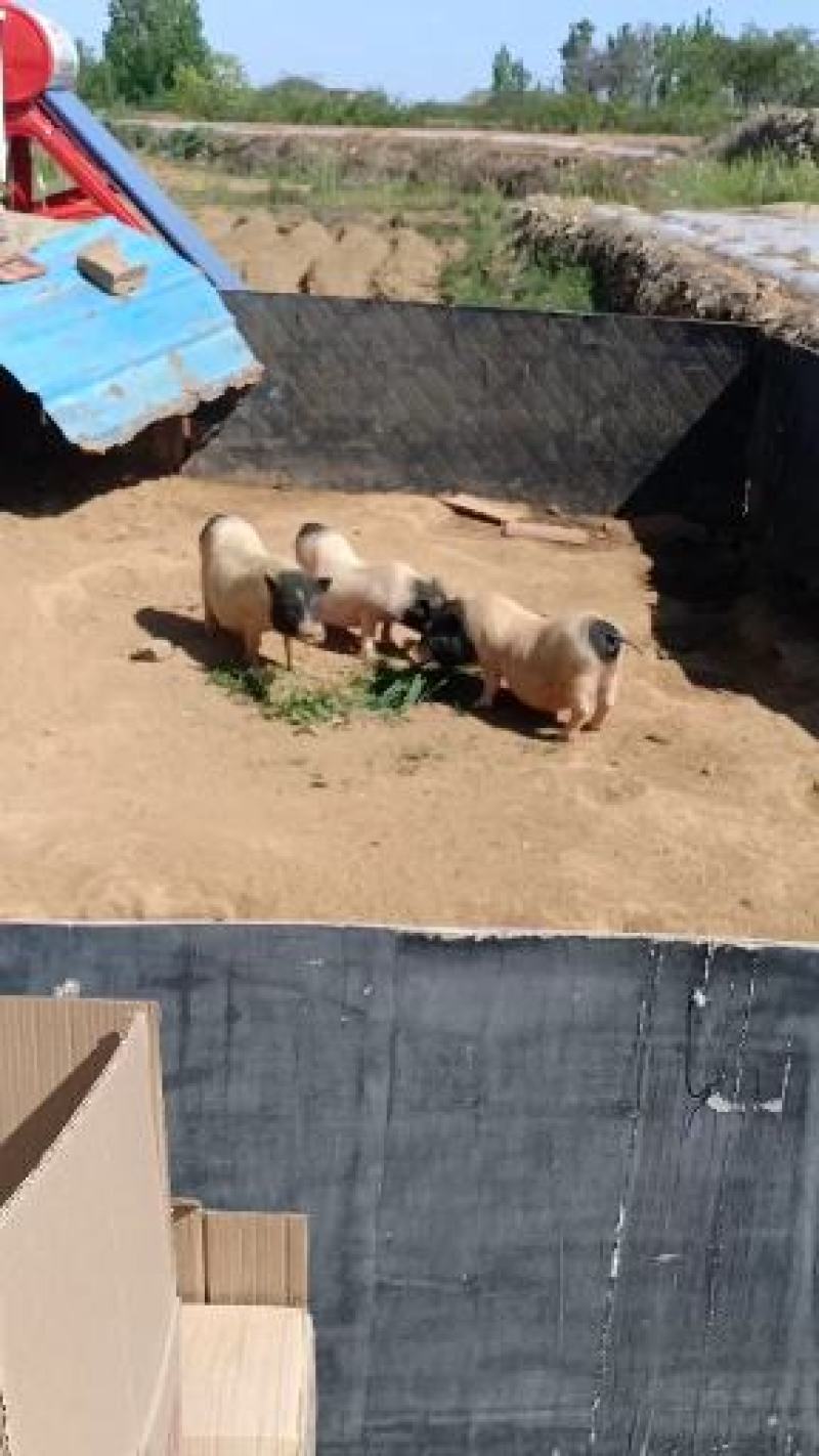仔猪吃草的不喂一粒饲料添加剂
