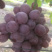 公安万亩阳光玫瑰葡萄，红提🍇基地直採……