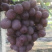 公安万亩阳光玫瑰葡萄，红提🍇基地直採……